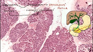 Pankreas Histológia  tráviaci systém [upl. by Alul]
