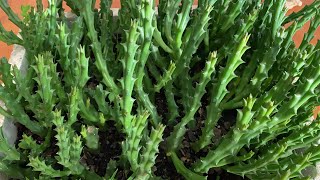 How to propagate Succulent Stapelia Orbea Variegata نحو كاشت ساكولنت  كيف تزرع نبتة الدغموس [upl. by Azerila]