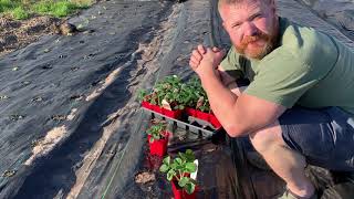 Planting and Growing Everbearing Strawberries A StepbyStep Vlogquot [upl. by Maryjane]