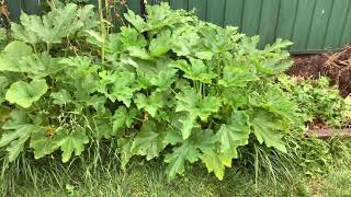 Cocozelle zucchini growing Canberra 2020 [upl. by Anirahc]