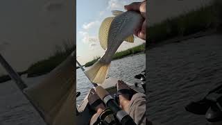 Atlantic Croaker shows how loud it can croak [upl. by Devi]