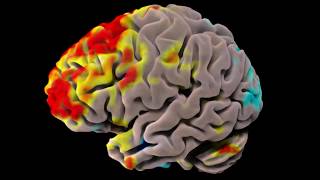 fMRI Data Visualization [upl. by Murray]