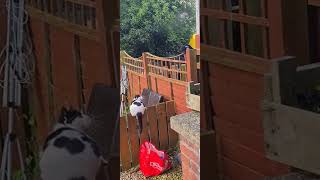 Magpie Swoops At Cat Causing Him To Fall Off Fence  1320147 [upl. by Goto]