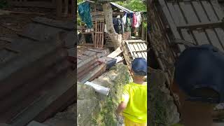 lihat kambing biri biri shortsfeed youtubeshorts shortsvideo trending viral funny fypshorts [upl. by Nali]