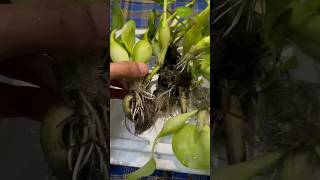 River Fish Babies Ka Setup Kar Diya shorts river fishbabies setup petsvlog [upl. by Annaitsirhc]