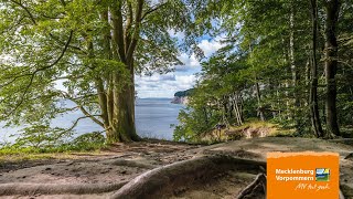 Die Architektur des Buchenwaldes im Nationalpark Jasmund auf Rügen [upl. by Einahpet454]