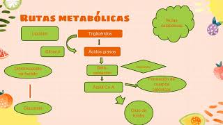 Alimentos de la dieta y sus Rutas Metabólicas [upl. by Yand]