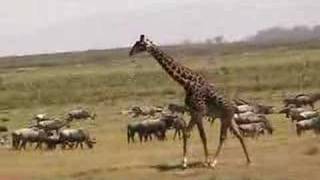 Giraffe running in herd of cattle Kenya [upl. by Llevol]