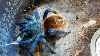 Chromatopelma cyaneopubescens [upl. by Oiramed]