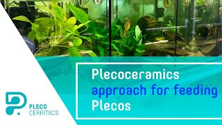 Plecoceramics approach for feeding Plecos Or why we don’t use branded food for our fish [upl. by Ainavi]