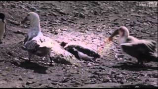 Penguin vs Giant Petrel  A violent death in Antarctica [upl. by Phares]