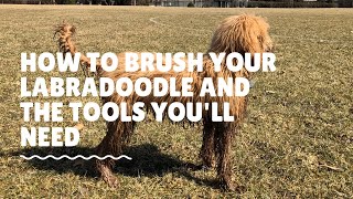 How To Brush Your Labradoodle And The Tools Youll Need [upl. by Marie-Ann]