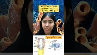 Phylum Porifera  Meaning Characteristics Body Symmetry amp Diagram  Sponges  Biology  Adhyayanta [upl. by Alaunnoif]