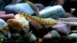 Aborichthys elongatusRed tail loach [upl. by Ruhnke435]