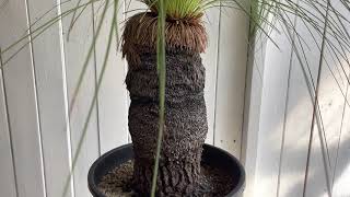 Xanthorrhoea jonsonii キサントロエア ジョンソニー（ブラックボーイ） [upl. by Nevets]