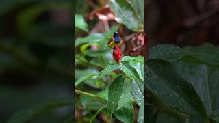 Olivebacked Sunbird 黄腹花蜜鸟 Vol 02  JEG birds sonysingapore nature [upl. by Aihsekal]