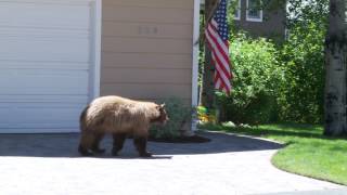 Bear and Man Spook Each Other [upl. by Cinom]