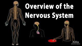 Overview of the Nervous System Animation [upl. by Alby]