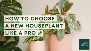 How to pick your first houseplant [upl. by Rena]