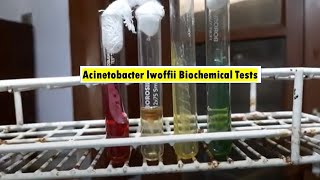 Acinetobacter lwoffii Biochemical Tests Demonstrations [upl. by Jerrie]