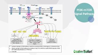 Type I Interferon Signal Pathway [upl. by Malarkey744]