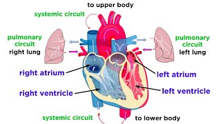 The Circulatory System Part 1 The Heart [upl. by Ayikin]