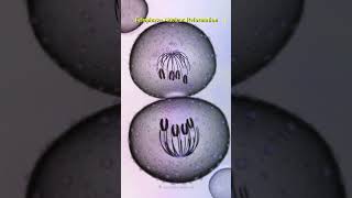 Watch how cells divide and create life shorts science mitosis celldivision chromosome [upl. by Federica]