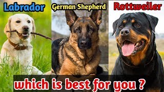 Labrador retriever or German Shepherd or Rottweiler which is best dog for you  Best dogs [upl. by Audra]