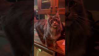 Talking Maine Coon tells me about his day mainecooncat [upl. by Adler]