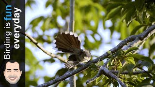 Pied Fantail  Rhipidura nigritorquis  Philippines [upl. by Pillsbury]