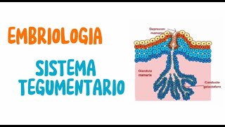 Embriología Sistema Tegumentario [upl. by Olrak]