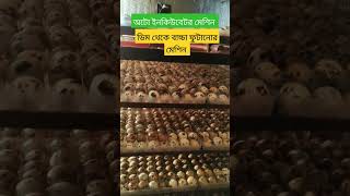 অটো ইনকিউবেটর মেশিন ডিম থেকে বাচ্চা ফুটানোর মেশিন 🥰 [upl. by Meit]