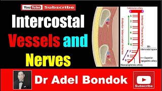 Intercostal Arteries Veins and Nerves Dr Adel Bondok [upl. by Okemak]