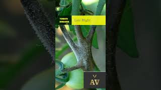 Tomato Diseases shortvideo virulshorts diseases virulshorts agriculture tomato farming [upl. by Ahker]