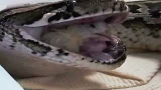 Python swallows chick alive while its sibling is still visibly struggling in its throat  edit [upl. by Schindler]