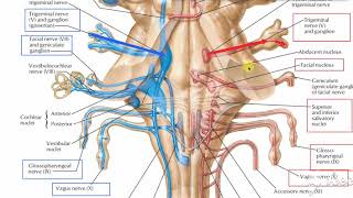 Glossopharyngeal intro 3 [upl. by Honniball232]