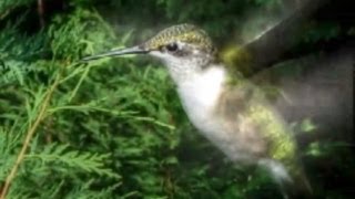 Hummingbird Sounds  Up Close and Loud [upl. by Nairda89]