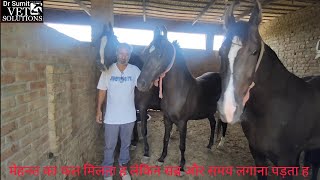 Dilbag Horse result मेहनत से खड़ा किया घोड़ों का फार्म जिसमे एक से बढ़कर एक घोड़िया ह खुशवंत फार्म [upl. by Till]