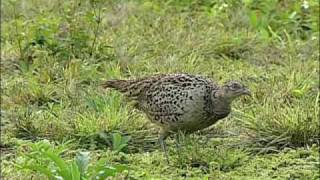 The Pearl of the Grass  Taiwan Ringnecked Pheasant 2 of 3 [upl. by Kcuhc]