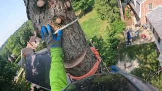 Tree work stacking clips like legos [upl. by Free533]