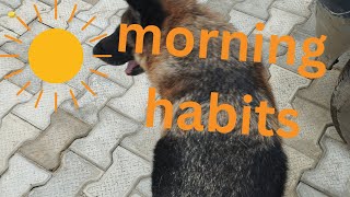 morning habits [upl. by Radie37]