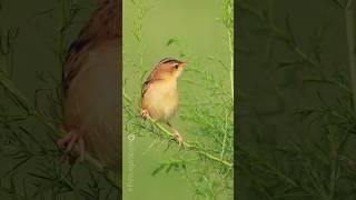 Zitting cisticola Bird voice mimic species no5 Birdman Sumedh [upl. by Ateinotna32]