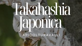 Takahashia japonica una cocciniglia poco conosciuta in Italia 🌱 TakahashiaJaponica Cocciniglia [upl. by Clarance]