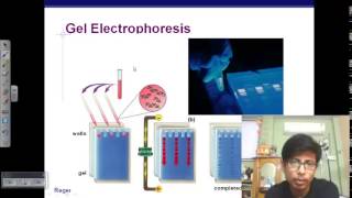 Gel Electrophoresis of DNA [upl. by Giaimo]