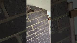 Black brick gable done  construction satisfying bricklaying diy education asmr work [upl. by Thackeray]