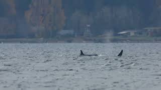 Southern Resident Orcas J K amp L Pods Passing Alki [upl. by Dorry]