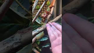 Hand feeding my Panther chameleon Igneon [upl. by Guy]