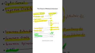 Skull foramen vs Cranial nerve enmeder [upl. by Einnos770]