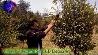 Citrus Greening HLB Detection by Scratch Method Kiran Timilsina [upl. by Otsedom]