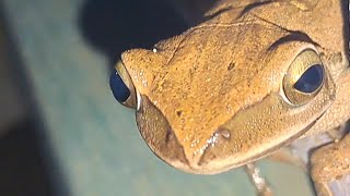 Tree frogs at home frog jump higher [upl. by Bird]